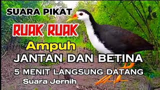 SUARA BURUNG RUAK RUAK JANTAN DAN BETINA JERNIH  DI JAMIN DATANG [upl. by Barbee]