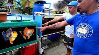 Secret of GOLDFISH grooming  Gold Fish from thailand  ft roel santillan [upl. by Olaf546]