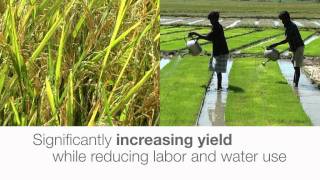 Syngenta  Tegra™ integrated solution for rice growers [upl. by Australia]