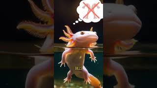 🦎✨ Axolotls 5 MindBlowing Facts About These Adorable Water Aliens 🌊🧠 [upl. by Gunilla]