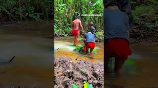 Técnica incrível que os índios usam pra pescar usando timbo indígenas pesca [upl. by Apurk]