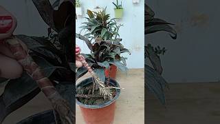 How to grow Cordyline plant cuttings in soil cordyline plants grow shorts [upl. by Idnim]