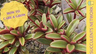 How To Grow amp Care For Peperomia Gravelones [upl. by Aynnek]