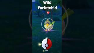 Wild farfetchd pokemon pokemongo farfetchd southkorea shiny [upl. by Salvatore]