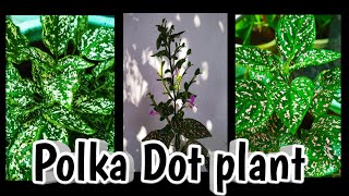 Polka Dot plant care and propagationHypoestes phyllostachya gardening tips amp tricks Malayalam🌿🌿 [upl. by Aihpled453]