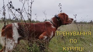 Epagneul Breton DIK  Тренування по куріпці  Training a dog for a gray partridge [upl. by Hairam662]