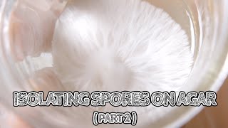 Isolating Spores on Agar Part 2  Purifying an Isolate  Mushroom Cultivation [upl. by Eimor]