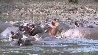 Hippos and Crocodiles in Wami River in Saadani National Park [upl. by Acire]