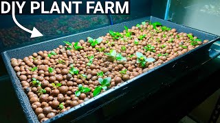 How to Grow Aquarium Plants Emersed  DIY Hydroponics [upl. by Anaidni773]