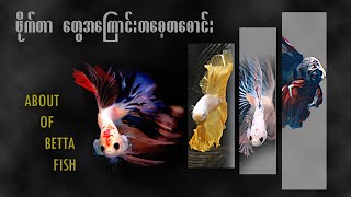 ဖိုက်တာ တွေရဲ့ထူးခြားချက်များAbout of Betta Fishfighter fishaquarium fish [upl. by Eey897]