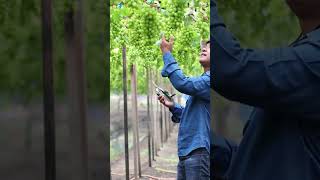 Winter Pruning Techniques Grape Farming agriculture farming [upl. by Delphinia96]