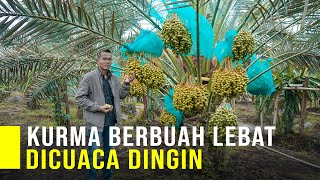 TANAM KURMA DI CUACA DINGIN BISA BERBUAH LEBAT DAN PANEN BELIMPAH [upl. by Naerb]