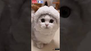 Cat meowing ytshorts cute catlovers catlover catvideos meow meowing shorts shortsfeed [upl. by Aseeram]