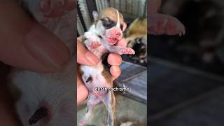 🐶“English or Spanish” pets cute animals dog puppy animal [upl. by Narod360]