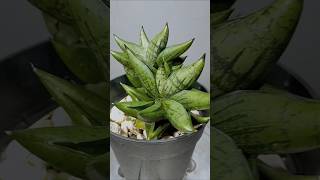 Sansevieria Poompui hybrid sanseveria houseplants indoorplants [upl. by Adnovad]