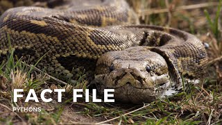 Facts about the Python [upl. by Lower]