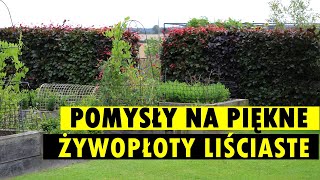 Piękna ALTERNATYWA DLA ŻYWOTNIKÓW Poznaj rośliny i sposoby na żywopłoty liściaste [upl. by Ailisec811]