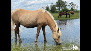 Chincoteague Island is featured on DelmarvaLife Small Town Series [upl. by Etteniuq]