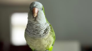 Quaker parrot talking and singing [upl. by Changaris277]