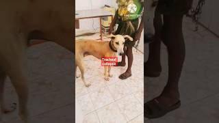 Tracheal Collapse in dog  tracheal Collapse sound in dog  dog medicine shorts [upl. by Nibur]