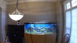 172 Gallon Bow Front Aquarium [upl. by Keldon386]