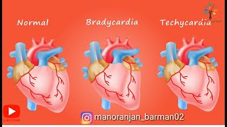 Animation on normal sinus rhythms Bradycardia and techycardia ll pathogenesis [upl. by Snave]