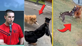 Dog Trainers React to Dog Fight Videos [upl. by Ennaeirrac]