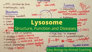 Lysosome Structure Function Diseases LSDs  Splitting Bodies  Easy Biology [upl. by Devonna351]