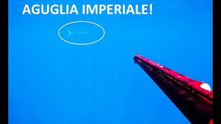 Aguglia Imperiale a pesca subacquea [upl. by Elman]