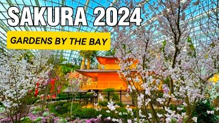 SAKURA 2024  GARDENS BY THE BAY [upl. by Leverett]