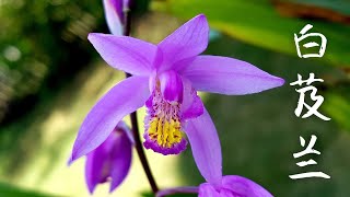 中国地生兰－白芨兰 Bletilla striata [upl. by Jammal]