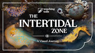 The Intertidal Zone — A Visual Journey Coastal Marine Life of Singapore 2022 [upl. by Iinden]