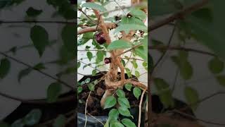 മരമുന്തിരി Jaboticaba plant with fruits [upl. by Zurkow]