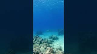 Monk Seal Encounter in Hawaii [upl. by Terej]