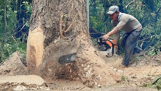 Strongest Chainsaw… Stihl ms881 Cutdown tree Fast amp Easy‼️ [upl. by Nebe]