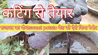 How to repot decoration plant sweet potato vine to get more healthy n attractive [upl. by Engedi]