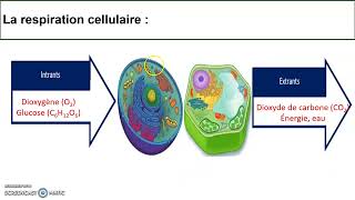 La photosynthèse et la respiration cellulaire [upl. by Dimitri]