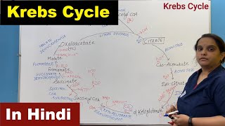 Krebs Cycle in Hindi  Citric Acid Cycle  TCA  Tricarboxylic Acid Cycle  Nursing Lecture [upl. by Ileray956]