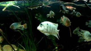 Central american cichlids feeding time [upl. by Romilly]