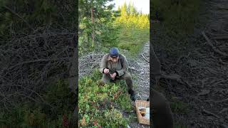 LINGONBERRIES FREE PICKING AND EATING in The Finnish Forest Puolukka Foraging Food Finland [upl. by Ahtram867]