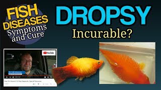 Dropsy Big Belly Ascites in Goldfish Koi and Tropical Fish Treatment [upl. by Idhem53]