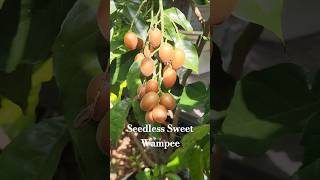 Sweet Wampee growingfruit wampee fruit garden [upl. by Aryas]