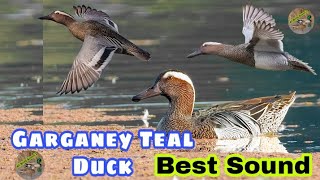 Garganey teal duck best sound  Garganey teal ki awaz  Garganey teal ducks new call sound [upl. by Zarihs800]