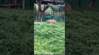 tiger nationalpark safari Bannerghatta national park [upl. by Ogir]