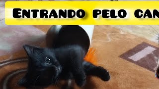 A banguela entrou pelo cano 🤣 julioeeu gatospretos gatos [upl. by Cecilla]