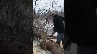 grandpa firewood husqvarna chainsaw logger arborist treework wood treeremoval diy howto [upl. by Euqirdor]