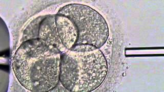 Acid Tyrode Embryo Hatching [upl. by Thurmond]