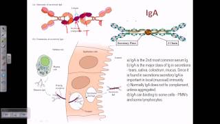 IgA [upl. by Eugenio]