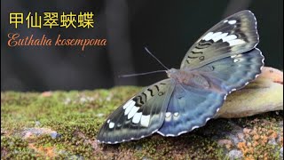 【4K】甲仙翠蛺蝶 Kosempo Euthalia kosempona Fruhstorfer [upl. by Beaner473]