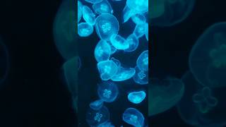 How Do Jellyfish Sting jellyfish marinebiology animalsfacts oceancreatures [upl. by Winsor]